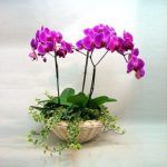 comprar orquideas