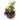 cesta-de-plantas-variadas-con-chamaedorea-y-saintpaulias