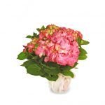 Hortensia rosa