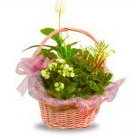 cesta de plantas variadas con spatiphilum peperonia y kalanchoe