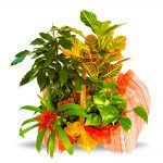 Cesta de plantas variadas con ficus y guzmania