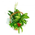 Cesta de plantas variadas con guzmania y spatiphyllum