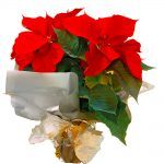 Poinsettia clásica en maceta