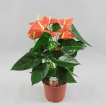 Anthurium PRINCE OF ORANGE