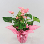 Anthurium Prince of Orange