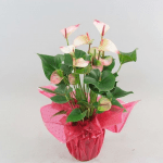 Anthurium princess amalia+rondello